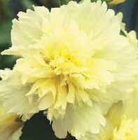 Close-up of a light yellow, ruffled double hollyhock flower in full bloom, reminiscent of the Hollyhock 'Spring Lemon' 4" Pot variety, set against a dark green leafy background.