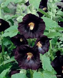 Hollyhock 'The Watchman' 4" Pot - Image 2