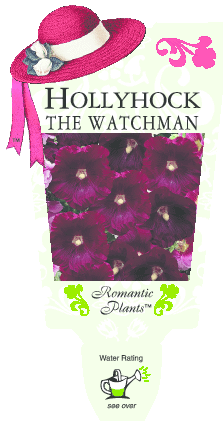 Hollyhock 'The Watchman' 4" Pot - Image 3