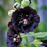 The Hollyhock 'The Watchman' comes in a 4" pot, featuring dark purple blooms and unopened buds that cling to its green stem.