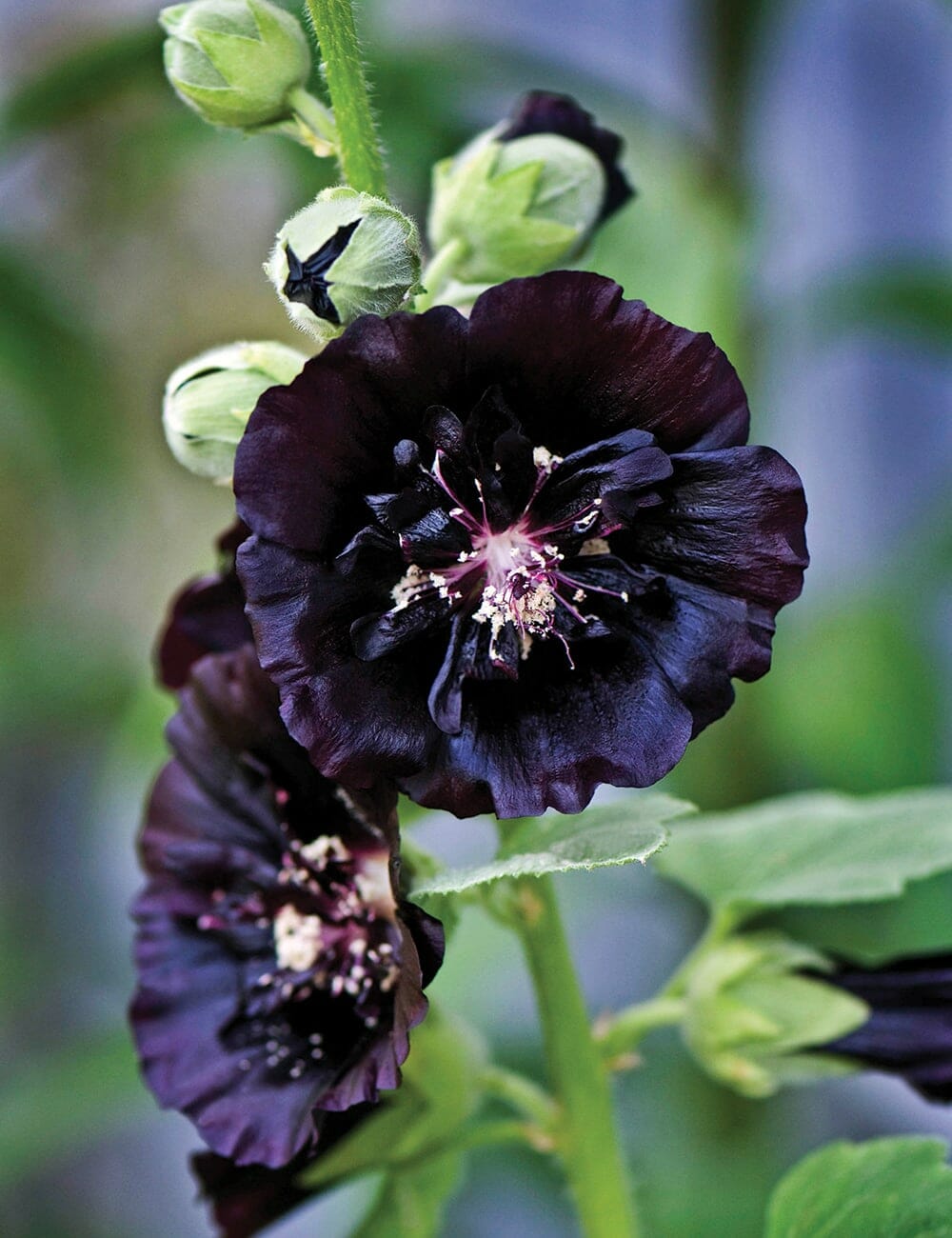 The Hollyhock 'The Watchman' comes in a 4" pot, featuring dark purple blooms and unopened buds that cling to its green stem.