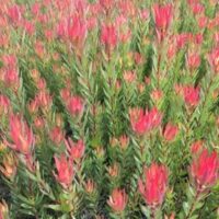 A breathtaking field of vibrant red protea with lush green foliage, reminiscent of Leucadendron 'Jack Harre' in a 6" pot, brings artistry to life. These beauties thrive alongside the graceful Leucadendron, creating a harmonious blend of nature's finest elements.