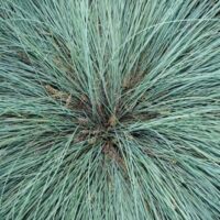 A close-up of dense, thin blades of Lomandra Highlight™ 'Silver Blue' radiating outward in a 6" pot.