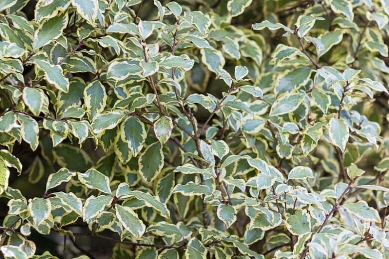 Pittosporum 'Variegated' 10" Pot - Image 2