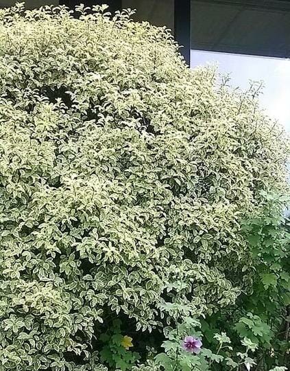 Pittosporum 'Variegated' 10" Pot - Image 3