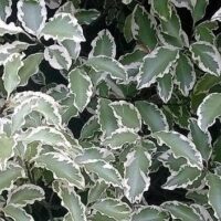 Pittosporum 'Variegated' features green leaves with white edges, densely clustered in a 10" pot.