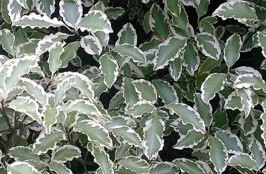 Pittosporum 'Variegated' features green leaves with white edges, densely clustered in a 10" pot.