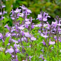 The Salvia Mirage™ 'Violet' grows in a 15cm pot, showcasing clusters of light purple flowers and green leaves, perfect for outdoor settings with lush greenery in the background.
