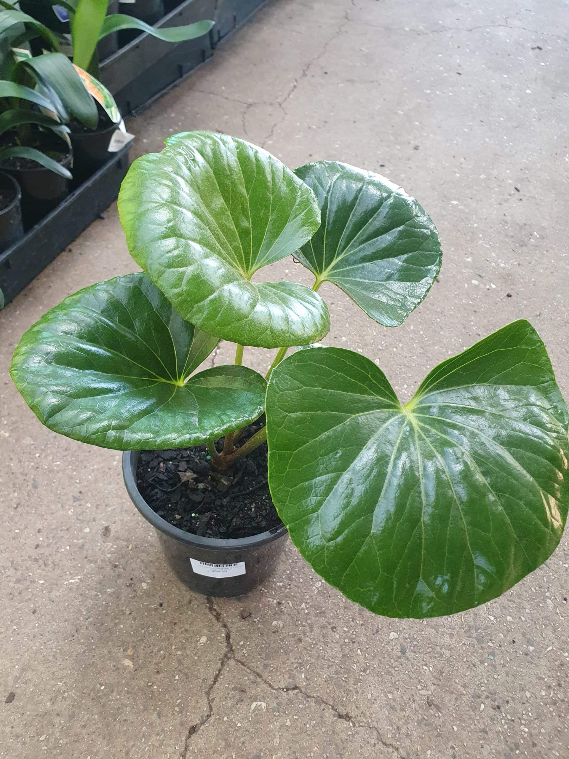 Ligularia 'Tractor Seat' 8" Pot - Image 2