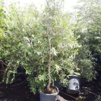 An Olea europaea 'Common Olive' tree in a 12" pot, featuring dense green foliage, is placed outdoors on soil and surrounded by similar trees.