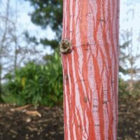 A close-up of a tree trunk showcases the distinctive red bark and vertical white stripes of an Acer 'Phoenix' Maple, with blurred green foliage and a tree in the background. This beautiful tree would thrive excellently in a 13" pot.