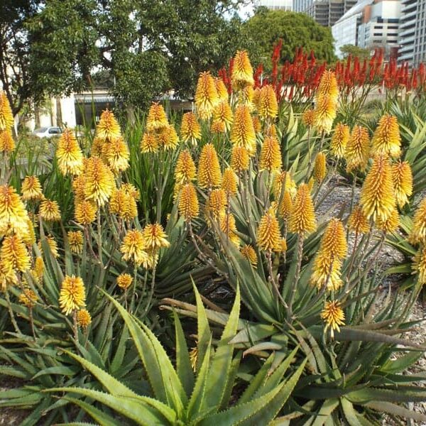Aloe 'Moonglow™' in a 7" pot, along with other yellow and red flowering aloes, flourishes in the garden amidst city buildings and trees.