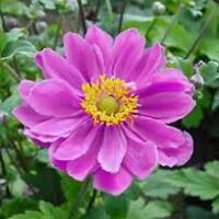 Close-up of Anemone 'Double Pink' Windflower 6" Pot, featuring its vibrant yellow center among lush green leaves and budding companions.