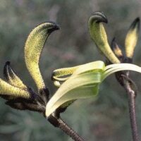 A close-up of green and black Kangaroo Paw flowers from the Macropidia 'Black' variety in a 6" pot, featuring fuzzy textures against a blurred natural background, beautifully highlights this unique species.