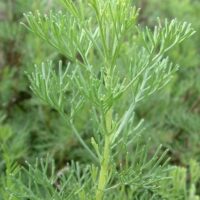 Close-up of Artemisia 'Lad's Love' Herb with delicate, feathery leaves branching from the central stem, set against a blurred natural background.