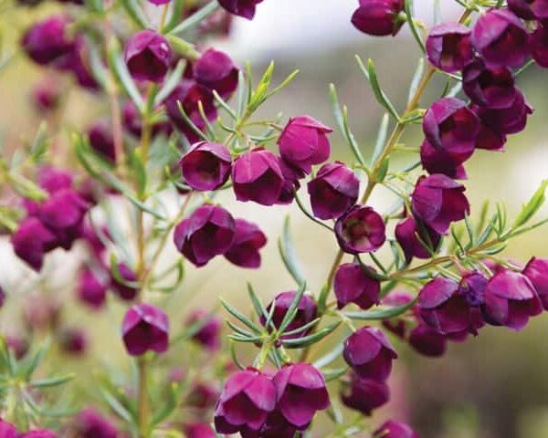 Close-up of vibrant Boronia 'Purple Jared' blossoms with slender green leaves, set against a blurred background, as if emerging from a 6" pot.