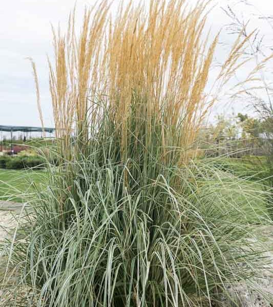 Feather Reed Grass