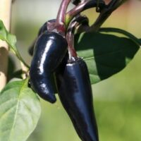 Two Capsicum 'Hungarian Black' chili peppers, rich in dark purple color, stand out amid the bright green leaves of the plant in a 4" pot.
