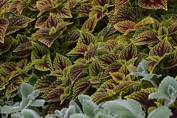 Coleus 'Coleosaurus' - Image 2