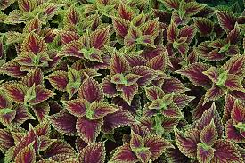 Coleus 'Coleosaurus' - Image 3