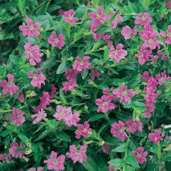The Cuphea 'Mad Hatter Mauve' in a 6" pot features dense clusters of purple-pink blooms and lush green foliage, ideal for a charming display.