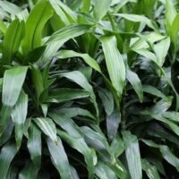 The Dracaena 'Janet Craig' Dragon Tree in a 12" pot, with its lush green plants and long, narrow leaves, adds an elegant touch to any space.