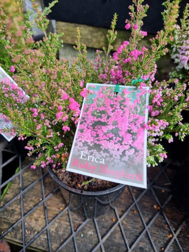 Erica 'Ruby Shepherd' Winter Heath 6" Pot - Image 3
