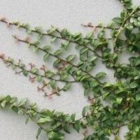Ficus pumila Minima cimbing across a wall