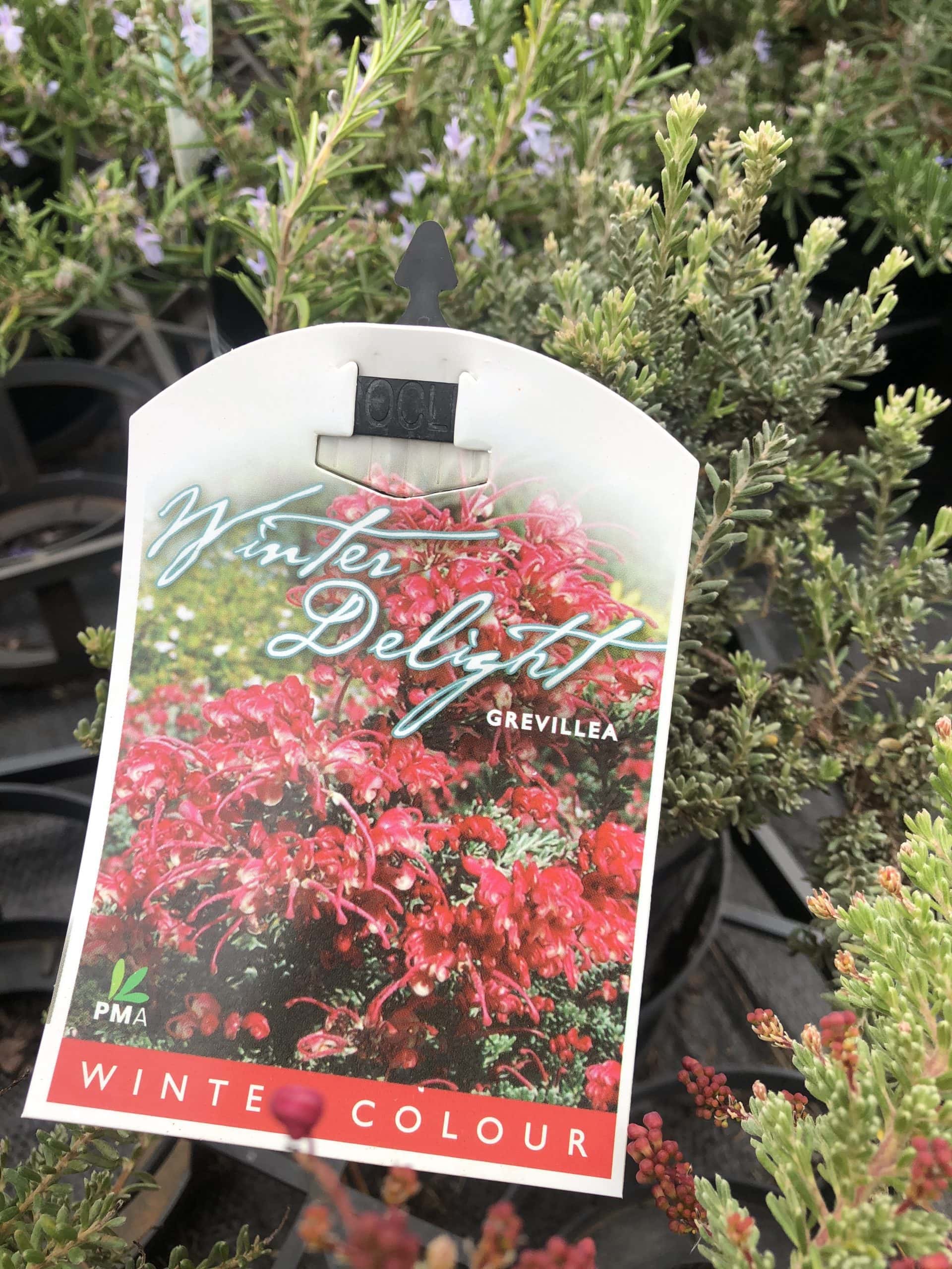 Grevillea 'Winter Delight' - Image 2