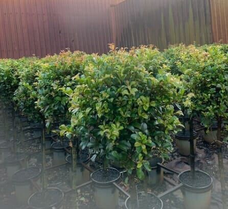 Syzygium 'Resilience' Lilly Pilly Standard 10" Pot - Image 5