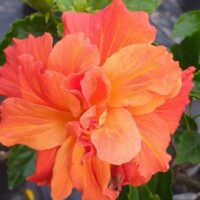 Hibiscus 'Dj O'Brien' 8" Pot