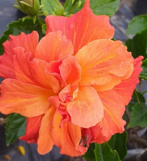 Hibiscus 'Dj O'Brien' 8" Pot