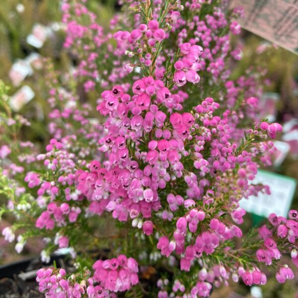 An Erica 'Ruby Shepherd' Winter Heath in a 6" pot, featuring clusters of vibrant pink flowers and green foliage, is displayed outdoors with other plants in the background.