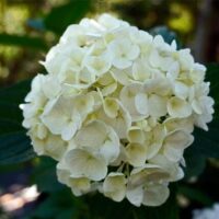A close-up of the Hydrangea 'Bridal Bouquet' 8" Pot displays a cluster of white hydrangea flowers, their delicate petals highlighted by lush green leaves in the background.