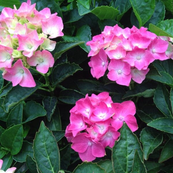 In a 6" pot, the Hydrangea macrophylla 'Piamina' features blooms in pink and white, surrounded by lush green leaves.