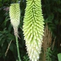 The Kniphofia 'Ice Queen' in its 6" pot showcases elongated, cone-shaped green flower spikes, gracefully set against lush foliage.