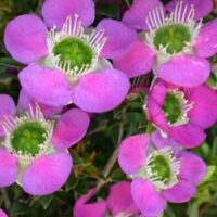 Leptospermum 'Rhiannon' Tea Tree features bright pink flowers with green centers and white filaments, nestled in vibrant green foliage. Presented in a 6" pot, it adds elegance to any space.