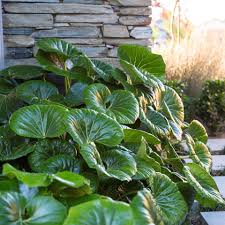 Ligularia 'Tractor Seat' 8" Pot - Image 3