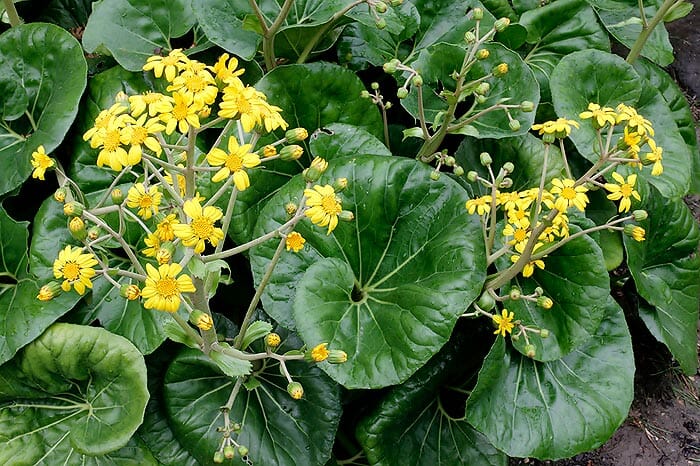 Ligularia 'Tractor Seat' 8" Pot - Image 4