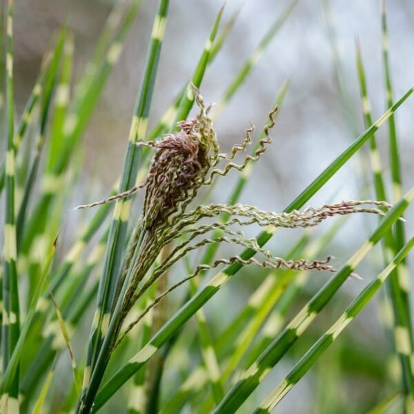 Close-up of green ornamental Miscanthus 'Zebra Grass' in a 6" pot, featuring striped leaves and wispy seed heads against a blurred background.