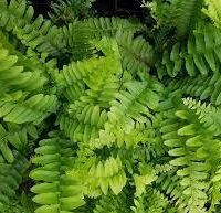 Close-up of lush Nephrolepis 'Blue Bell' leaves overlapping, filling the frame like a vibrant Boston Fern in a 6" pot.
