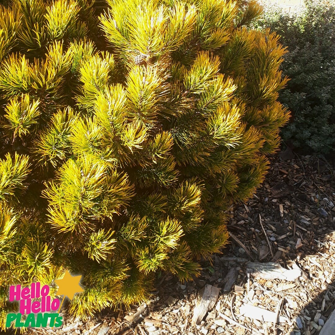 Hello Hello Plants Nursery Campbellfield Melbourne Victoria Australia Pinus mugo 'Aurea' Dwarf Golden Mountain Pine Bush