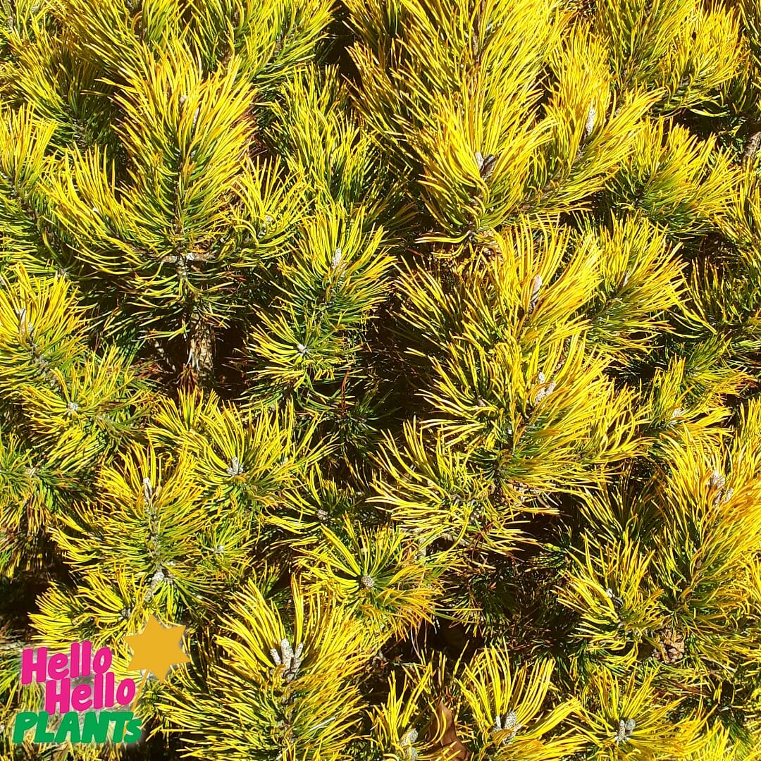 Pinus 'Amber Gold' - Image 4