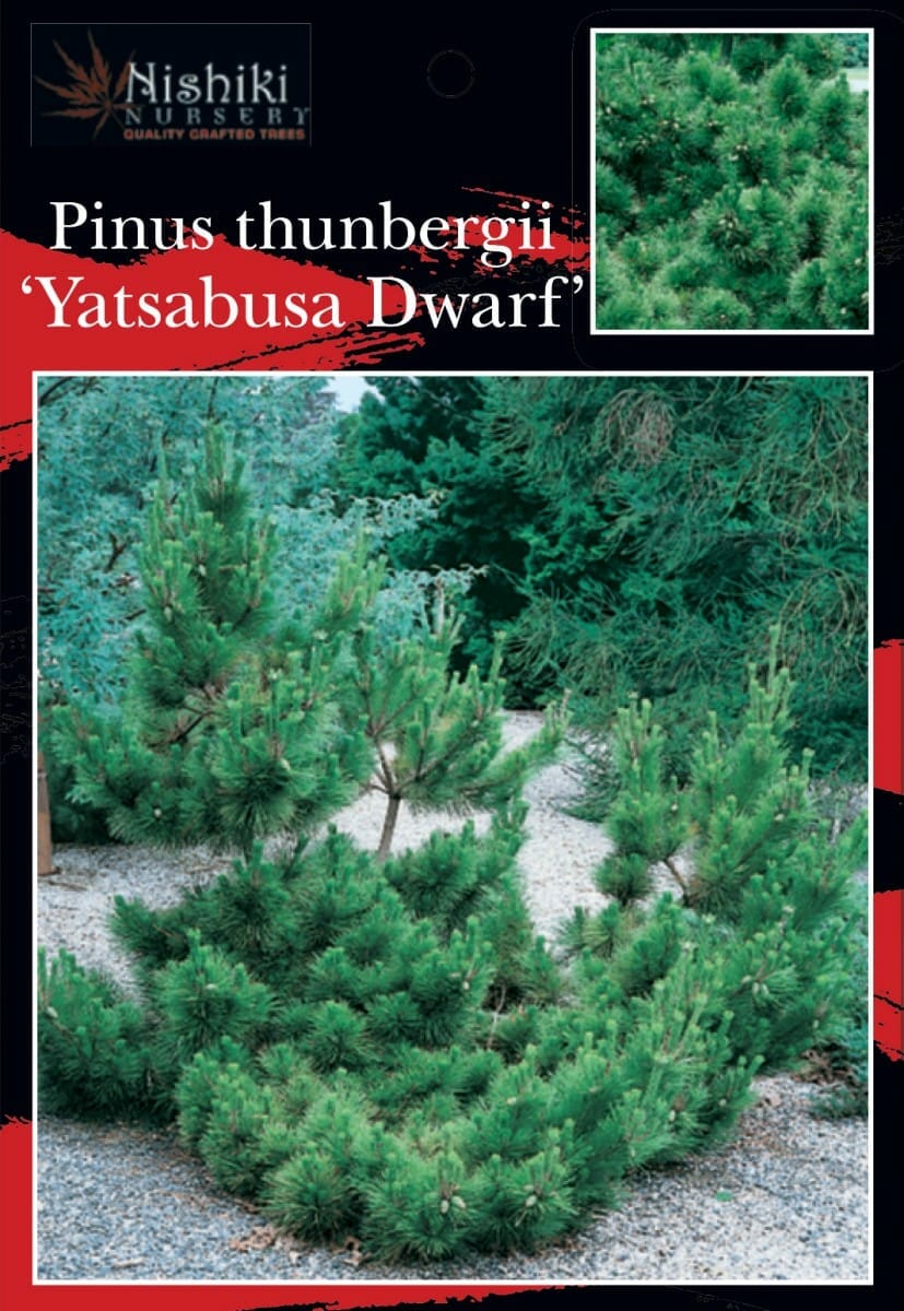 Pinus 'Yatsubusa' Black Pine 13" Pot - Image 2