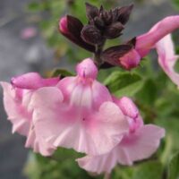A close-up of the Salvia 'Angel Wings' in a 6" pot, showcasing pink flowers with dark stems and buds against a blurred background.