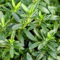 Close-up of green thyme leaves with a slightly fuzzy texture from the Savory 'Lemon' 3" Pot, exuding a hint of aroma.