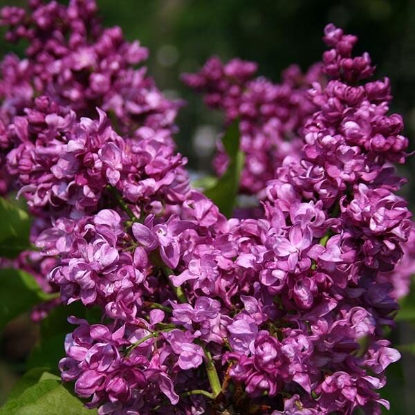 A close-up of vibrant Syringa 'Mrs Edward Harding' lilac flowers in a 12" pot, showcasing their deep purple color and lush green leaves in the background.