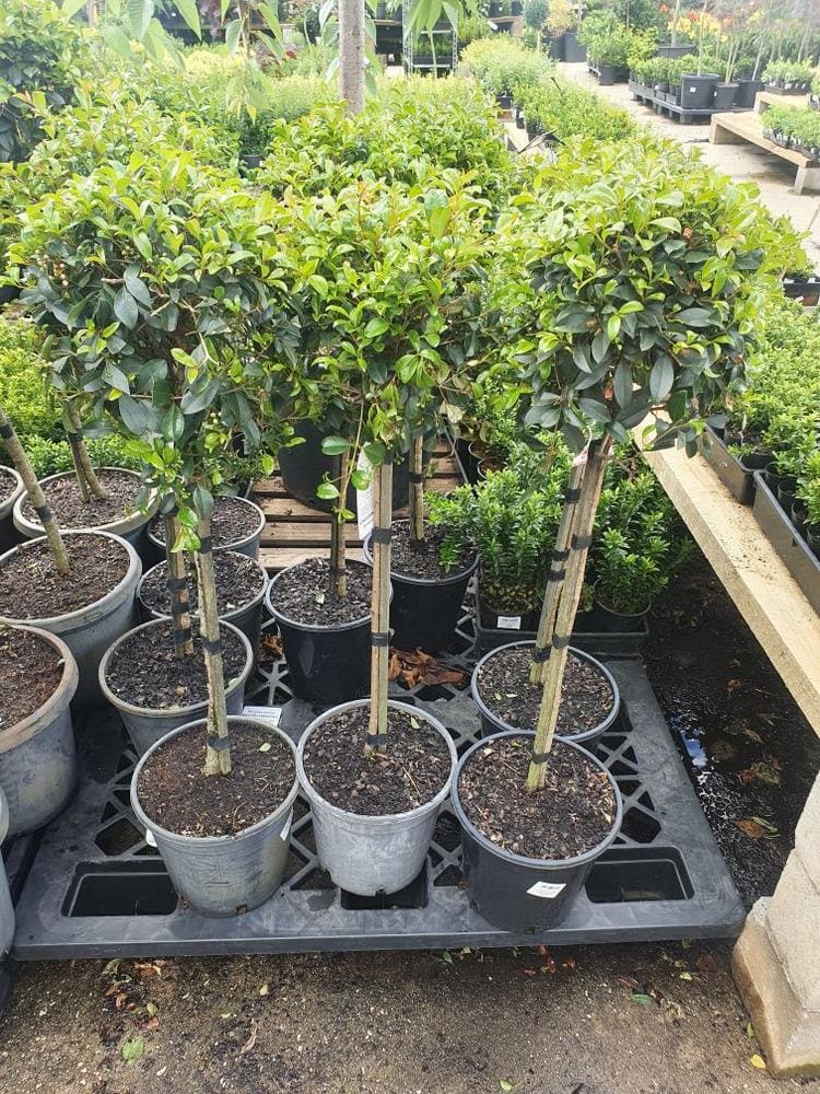 Syzygium 'Resilience' Lilly Pilly Standard 10" Pot - Image 4