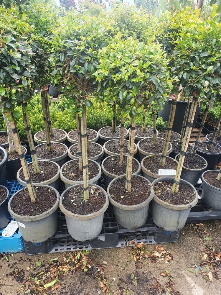 Syzygium 'Resilience' Lilly Pilly Standard 12" Pot - Image 4