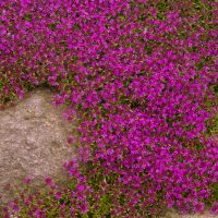 pink flowering thyme creeping over rocks and the dirt in a garden thymus hybris pink creeping thyme